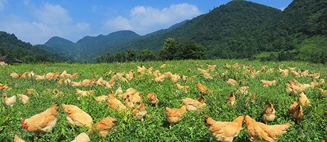 湘佳牧业:“从农场到餐桌”的数字化产业链